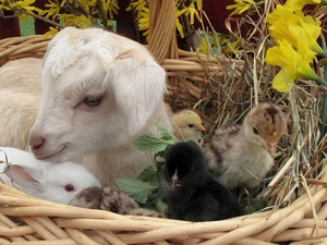 small, Bunny, chickens, goat
