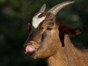 small, Tounge, rapprochement, goat