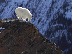 goat, Mountains, White
