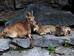 Goats, Stones