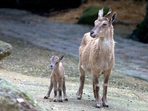 Two, high, small, Goats