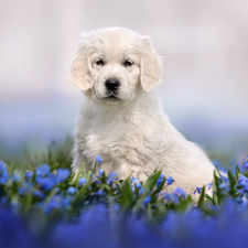 Blue, Flowers, Puppy, Golden Retriever, dog