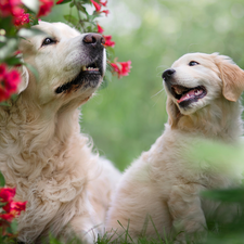 Two cars, Puppy, Golden Retriever, Dogs