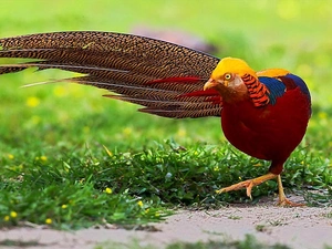 Golden Pheasant, grass