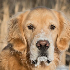 muzzle, dog, Golden Retriever