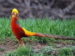 Golden, pheasant