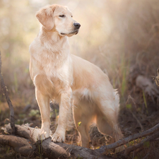 branch pics, dog, Golden Retriever