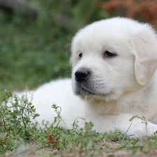 Plants, Puppy, Golden Retriever