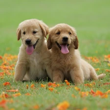 Meadow, Leaf, puppies, Golden Retriever, Two cars