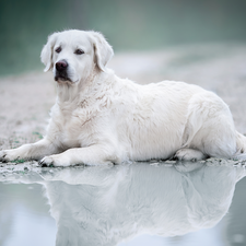 lying, Golden Retriever, puddle, dog