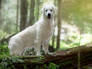 White, Golden Retriever, trunk, dog