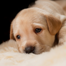 dog, Golden Retriever, Blanket, Puppy