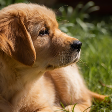 dog, Golden Retriever, profile, Puppy