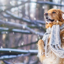 Scarf, dog, Golden Retriever