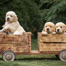wooden, vehicle, puppies, Golden Retriever, Three