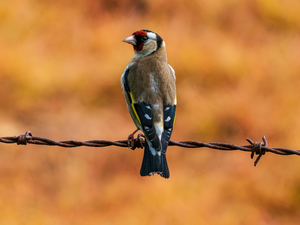Bird, wire, prickly, goldfinch