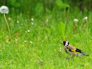 goldfinch, grass