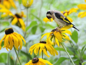 goldfinch, Rudbeckia