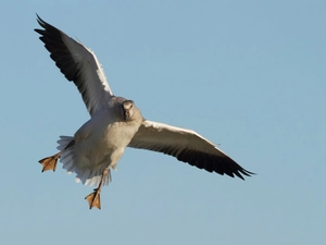 goose, flight