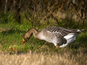 goose, grass