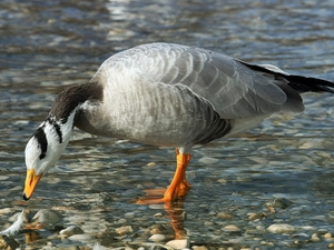 goose, Tibetan