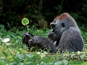 gorilla, silvery