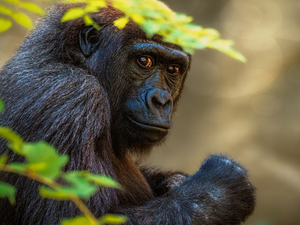 The look, Monkey, gorilla