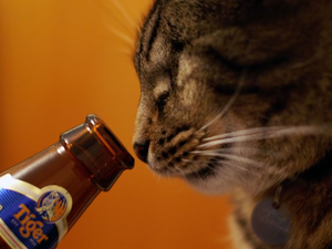 gourmet, cat, Beer