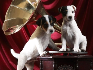 gramophone, White, puppies