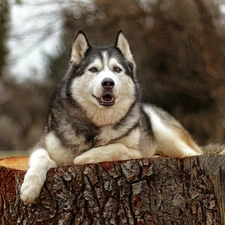 dog, trunk, Graphic Effect, Siberian Husky