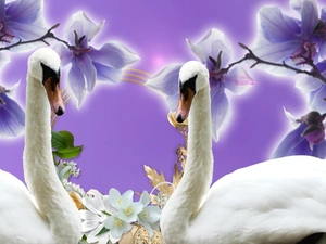graphics, Swan, orchid