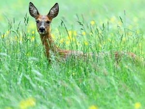 grass, deer, ##