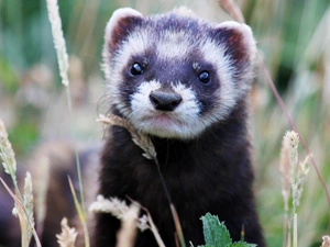 grass, weasel, ##