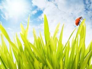 2D Graphics, ladybird, grass