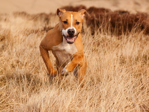 grass, running, Amstaff