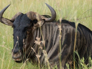 grass, wildebeest, Antelope