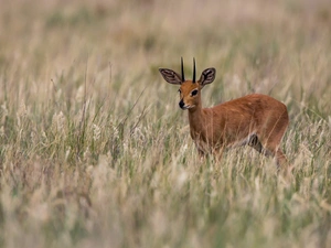 grass, young, Antelope