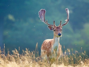 grass, deer, antlers