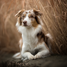 dog, muzzle, grass, Australian Shepherd