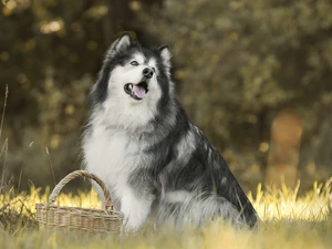 dog, grass, basket, Alaskan Malamute