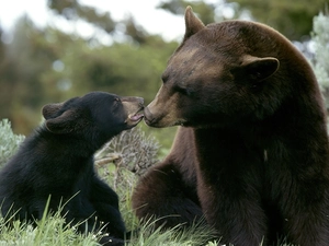 mother, little doggies, grass, teddy bear