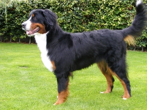 Bernese Mountain Dog, grass