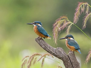 dry, birds, blades, kingfishers, Two cars, branch, grass