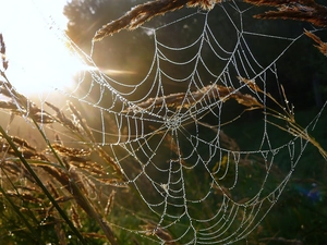 blades, Web, droplets, grass