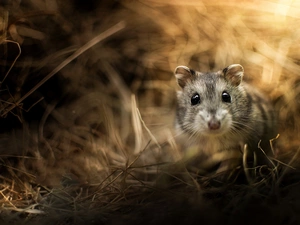 hamster, grass, blur, The look