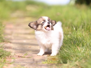 Miniature Continental Toy Spaniel Papillon, dog, grass, blurry background, Path, Puppy