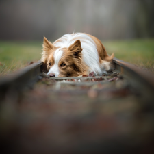 dog, ##, grass, Border Collie