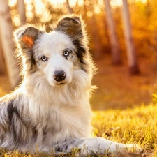 dog, forest, grass, Border Collie