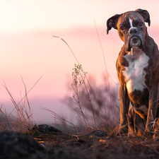 grass, dog, boxer