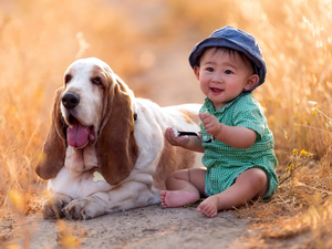 dog, small, Meadow, grass, basset, boy
